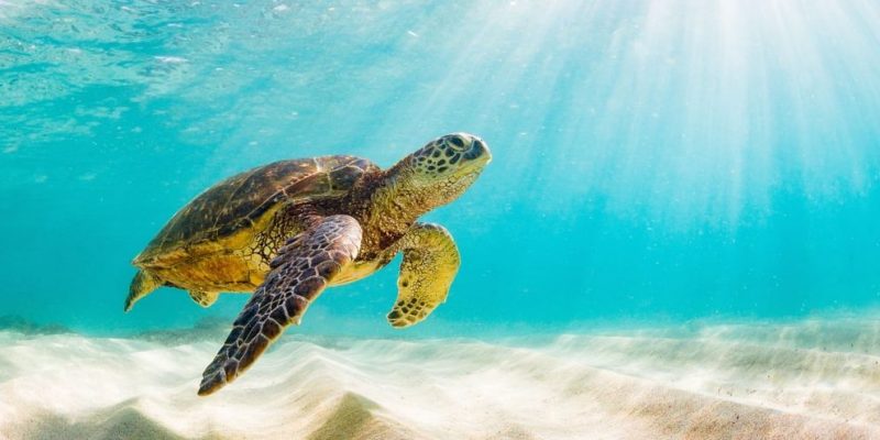 Conservación de las tortugas marinas en Sri Lanka